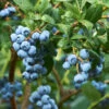 Emerald Blueberry Bush 1 Emerald Blueberry Bush -Geen Shop Emerald Blueberries 600x600 2fcbf608 637a 431d bbf6 75235061d14f