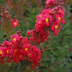 Enduring Summer Red Crape Myrtle Shrub -Geen Shop Enduring Summer Crape Myrtle 2 BB