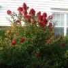 Enduring Summer Red Crape Myrtle Shrub -Geen Shop Enduring Summer Crape Myrtle BB 600x600 96227aed 20e8 4b40 ac99 5ed70832c8a3