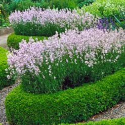Dwarf English Boxwood Shrub -Geen Shop English Boxwood 4