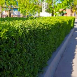 Dwarf English Boxwood Shrub -Geen Shop English Boxwood 5 BB