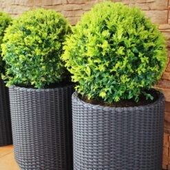 Dwarf English Boxwood Shrub -Geen Shop English Boxwood 8 BB