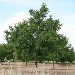 Carpathian English Walnut Tree 10 Carpathian English Walnut Tree -Geen Shop English Carpathian Walnut 3 BB