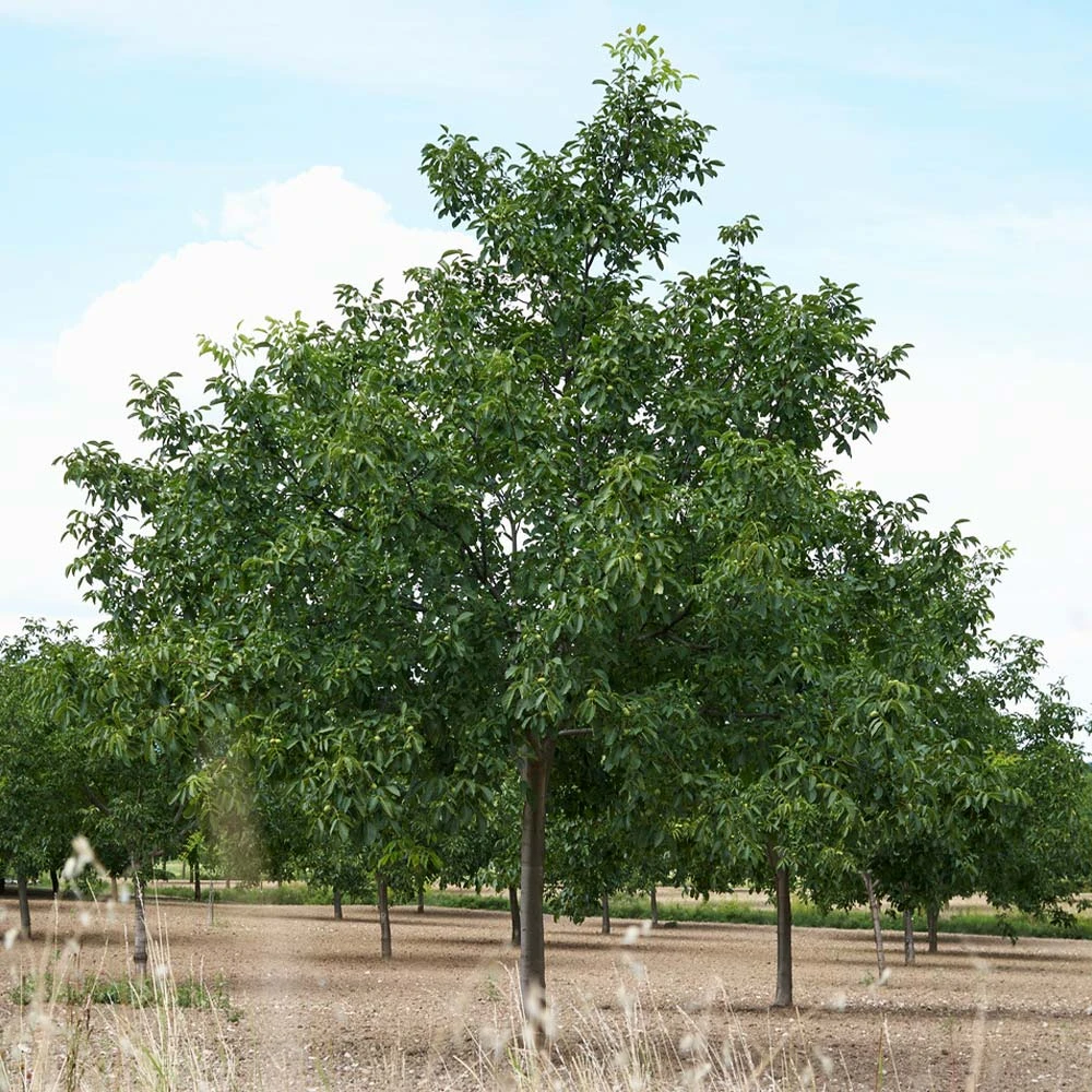 Carpathian English Walnut Tree 6 Carpathian English Walnut Tree - Image 4