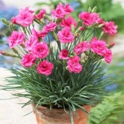 Scent First® Eternity Dianthus 7 Scent First® Eternity Dianthus -Geen Shop Eternity Dianthus 1