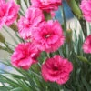 Scent First® Eternity Dianthus 2 Scent First® Eternity Dianthus -Geen Shop Eternity Dianthus BB 600x600 1f066df9 ec4a 4ed3 bbde a24c1232bfa6