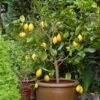 Eureka Lemon Tree -Geen Shop Eureka Lemon Tree BB 600x600 6064b866 c559 4600 8d23 edfeda745583