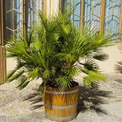 European Fan Palm Tree -Geen Shop European Fan Palm 4 BB