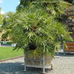 European Fan Palm Tree -Geen Shop European Fan Palm 5