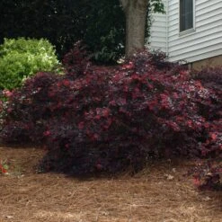 Ever Red Loropetalum Shrub 9 Ever Red Loropetalum Shrub -Geen Shop Ever Red Lorepetalum 2