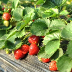 Everbearing Strawberry Plant -Geen Shop Everbearing Strawberry 1 BB