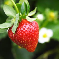 Everbearing Strawberry Plant -Geen Shop Everbearing Strawberry 4 BB