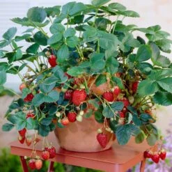 Everbearing Strawberry Plant -Geen Shop Everbearing Strawberry 8
