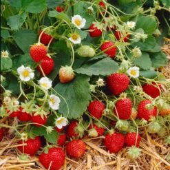 Everbearing Strawberry Plant -Geen Shop Everbearing Strawberry 9