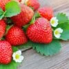 Everbearing Strawberry Plant 2 Everbearing Strawberry Plant -Geen Shop Everbearing Strawberry BB 600x600 31691f74 c840 49ff 8e1b eed2a6b034d2