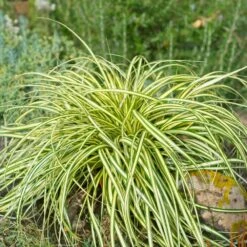 Carex Evergold (Japanese Sedge) -Geen Shop Evergold Carex Sedge 2