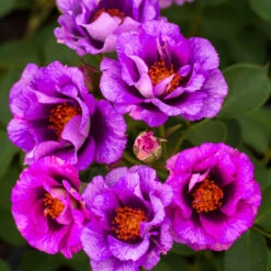 Front Page -Geen Shop Eyeconic Plum Lemonade Rose 1 BB