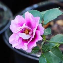 Eyeconic® Plum Lemonade Rose 9 Eyeconic® Plum Lemonade Rose -Geen Shop Eyeconic Plum Lemonade Rose 5