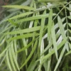 Fern Pine Tree -Geen Shop FERN PINE TREE COLUMNAR 350 THUMBNAIL