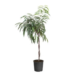 Ficus Alii Braid Plant -Geen Shop FIC BRA 34 3