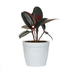 Rubber Tree Plant -Geen Shop FIC RBG.6 whitedelilah