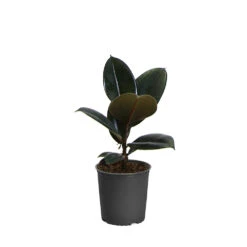 Rubber Tree Plant -Geen Shop FIC RBG1 5f0f19c1 d7e1 4fac 88de 2eda1bf48cf7