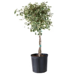 Variegated Ficus Triangularis Tree -Geen Shop FIC TRT 34 3 BRD