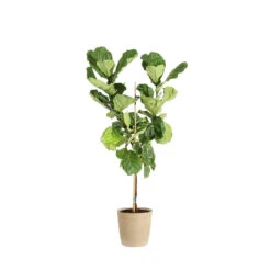 Fiddle-Leaf Fig Tree 28 Fiddle-Leaf Fig Tree -Geen Shop FIG FDL 34 3 delilah beige