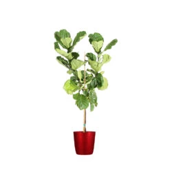 Fiddle-Leaf Fig Tree 29 Fiddle-Leaf Fig Tree -Geen Shop FIG FDL 34 3 delilah red