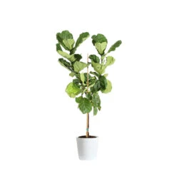 Fiddle-Leaf Fig Tree 30 Fiddle-Leaf Fig Tree -Geen Shop FIG FDL 34 3 delilah white