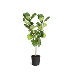 Fiddle-Leaf Fig Tree 32 Fiddle-Leaf Fig Tree -Geen Shop FIG FDL 34 3 standard pot