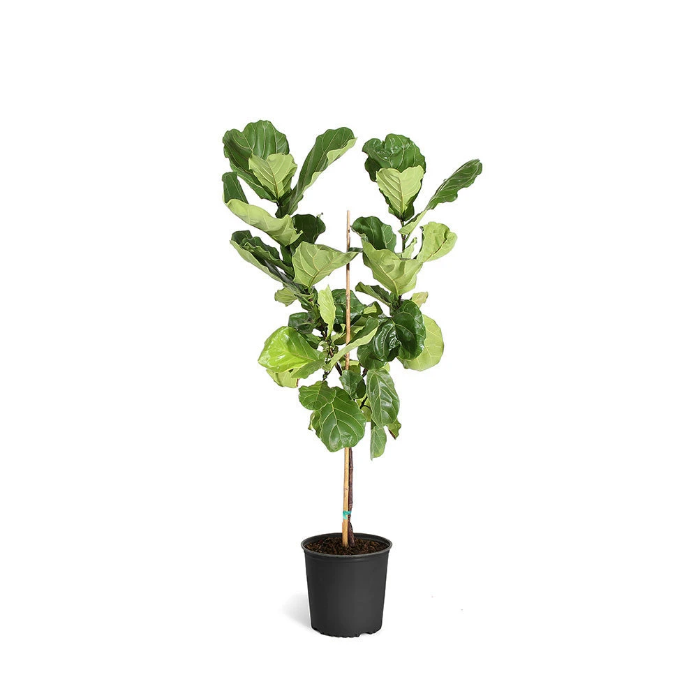 Fiddle-Leaf Fig Tree 17 Fiddle-Leaf Fig Tree - Image 15