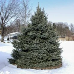 Fat Albert Colorado Blue Spruce 11 Fat Albert Colorado Blue Spruce -Geen Shop Fat albert Blue Spruce 3 BB