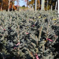 Fat Albert Colorado Blue Spruce 9 Fat Albert Colorado Blue Spruce -Geen Shop Fat albert Blue Spruce 6 BB