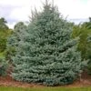 Fat Albert Colorado Blue Spruce 2 Fat Albert Colorado Blue Spruce -Geen Shop Fat albert Blue Spruce BB 600x600 c7f9e64b 067e 44f2 bdff ffaae5941c1a