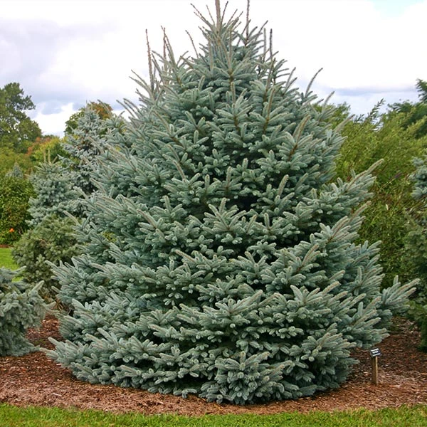 Fat Albert Colorado Blue Spruce 3 Fat Albert Colorado Blue Spruce