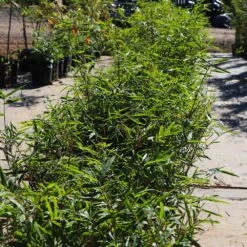 Fernleaf Bamboo -Geen Shop Fernleaf Multiplex Bamboo 5 BB