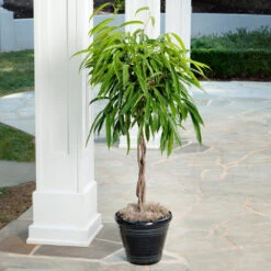 Ficus Alii Braid Plant -Geen Shop Ficus Alli 2
