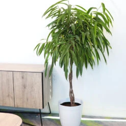 Ficus Alii Braid Plant -Geen Shop Ficus Alli BB 4