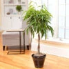 Ficus Alii Braid Plant 1 Ficus Alii Braid Plant -Geen Shop Ficus Alli BB 600x600 4e401888 5da4 46fd 905c 3c52b281ae6e