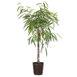 Ficus Alii Braid Plant -Geen Shop Ficus Alli Delilah Brown Pot