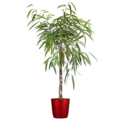 Ficus Alii Braid Plant -Geen Shop Ficus Alli Delilah Red Pot