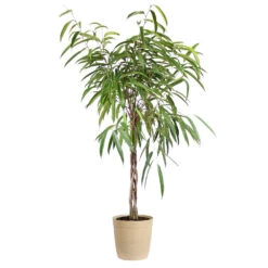 Ficus Alii Braid Plant -Geen Shop Ficus Alli Delilah Tan Pot