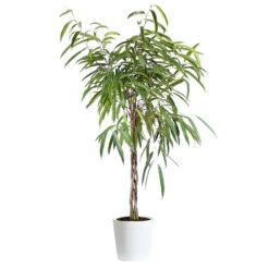Ficus Alii Braid Plant -Geen Shop Ficus Alli Delilah White Pot
