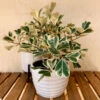 Ficus Triangularis 2 Ficus Triangularis -Geen Shop Ficus Triangularis BB 600x600 18ae56ea fc25 4054 9a05 06eb3dd46f51