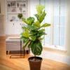Fiddle-Leaf Fig Tree 2 Fiddle-Leaf Fig Tree -Geen Shop Fiddle Leaf Fig 1 BB 600x600 00d0bb31 8367 44d0 90b6 89043c6426af