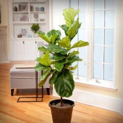 Monstera Deliciosa And Fiddle Leaf Fig Combo 8 Monstera Deliciosa And Fiddle Leaf Fig Combo -Geen Shop Fiddle Leaf Fig 1 BB 6c95f4cb 1ed8 4ec3 b09a 3c2833764f22