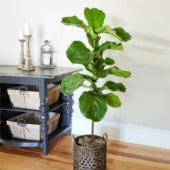 Fiddle-Leaf Fig Tree 21 Fiddle-Leaf Fig Tree -Geen Shop Fiddle Leaf Fig 2 BB