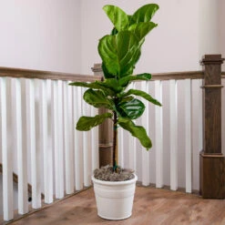 Fiddle-Leaf Fig Tree 22 Fiddle-Leaf Fig Tree -Geen Shop Fiddle Leaf Fig 3 BB