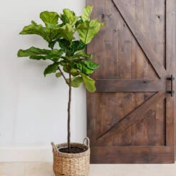 Fiddle-Leaf Fig Tree 20 Fiddle-Leaf Fig Tree -Geen Shop Fiddle Leaf Fig 6 BB